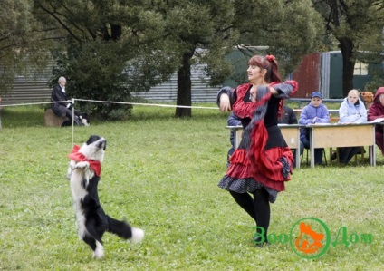 Sport cu un câine, o grădină zoologică - buletin de bord