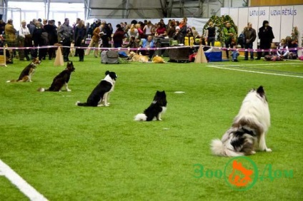 Sport kutyával, állatkert - hirdetőtáblával