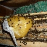 Metode de încălzire a stupilor de albine