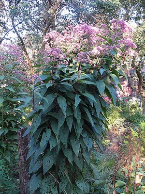 Înflorirea plantelor perene este de primăvară-springing, ceea ce plante perene infloresc în timpul verii și