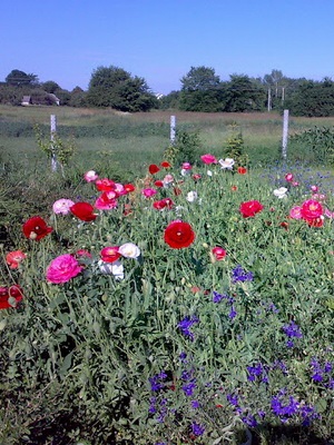 Înflorirea plantelor perene este de primăvară-springing, ceea ce plante perene infloresc în timpul verii și