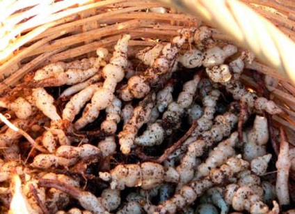 Stakhis - culturi radacini și tuberculi - culturi legumicole