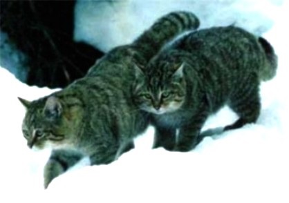 Stepa pisică, felis silvestris