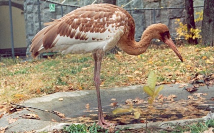 Sterc (macara albă)