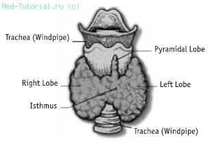Structura tiroidiană, capitolul 3
