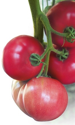 Tomato unt nedeterminat butler roz f1 5 semințe de japoneză