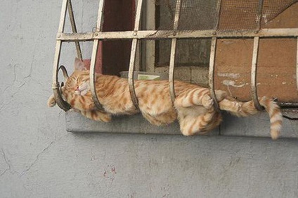 A legjobb macska teteje az alvásra helyezi a hangsúlyt