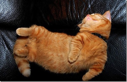 A legjobb macska teteje az alvásra helyezi a hangsúlyt