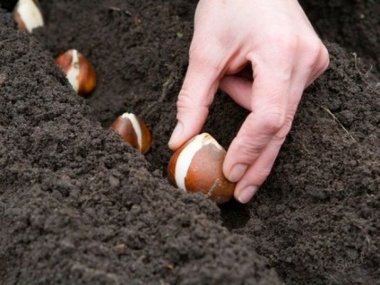 A téli téli tulipánok a késő őszi ültetés előnyei, a fajta kiválasztásának kritériumai, az izzók készítése,