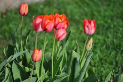 A téli téli tulipánok a késő őszi ültetés előnyei, a fajta kiválasztásának kritériumai, az izzók készítése,