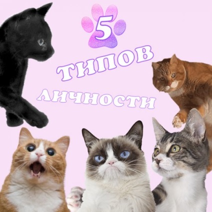 Oamenii de stiinta au identificat cinci tipuri de personalitate pisica, stiri