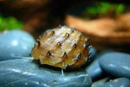 Csiga Neretine - az egyik leghasznosabb és legszebb akvárium gerinctelen