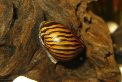 Snail Neretine - unul dintre cele mai utile si mai frumoase nevertebrate de acvariu