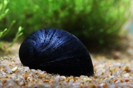 Snail Neretinum - întreținerea și îngrijirea în casă