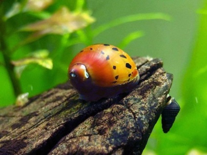 Snail Neretinum - întreținerea și îngrijirea în casă