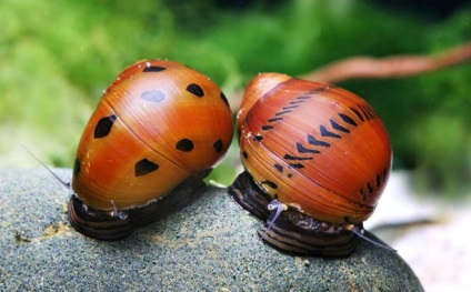 Snail Neretinum - întreținerea și îngrijirea în casă