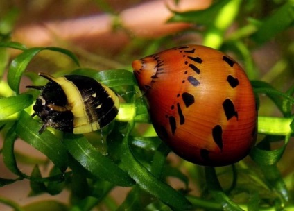 Snail Neretinum - întreținerea și îngrijirea în casă