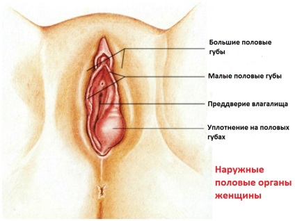 Sigilați pe labiile fotografiei, posibile boli, tratamente, excremente pe piele