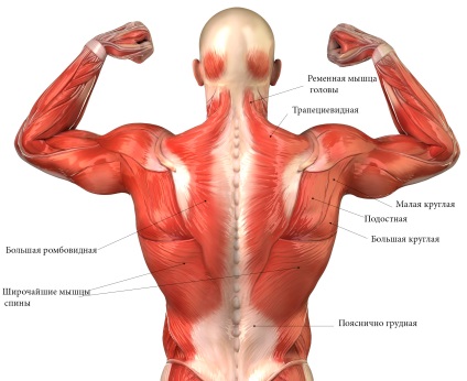 Exerciții pentru întărirea mușchilor spatelui și coloanei vertebrale