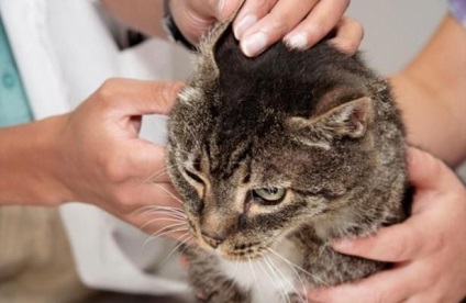 A macska macskák fülhurja - tünetek, diagnózis, kezelés és megelőzés