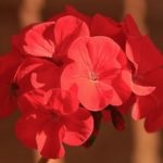 Îngrijire pentru geraniums în toamnă și iarna acasă