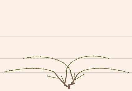 Formarea fără fâșie a mai multor furtunuri de struguri, viță de vie