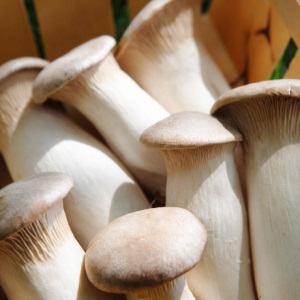 Ciuperci de ciuperci și soiuri alimentare, hrană și sănătate