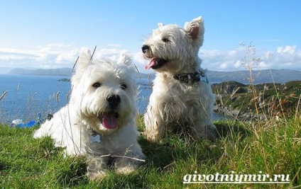 West Terrier