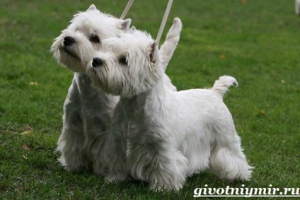 West Terrier