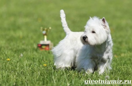 West Terrier