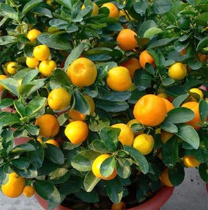 Tipuri de kumquat, descriere și fotografii ale soiurilor populare