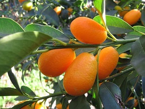 Tipuri de kumquat, descriere și fotografii ale soiurilor populare