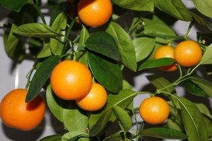 Tipuri de kumquat, descriere și fotografii ale soiurilor populare