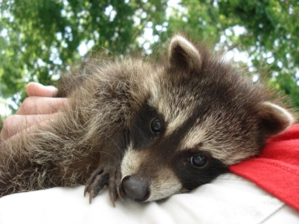 Paddock mosómedve sétál, játékokat, szórakoztató, zoodom