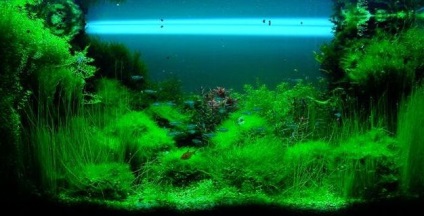 Az akváriumi növények termesztése a vízi kertészetben