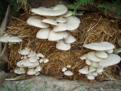 Cultivarea ciuperci ciuperci stridii în casă - pe clubul de ciuperci