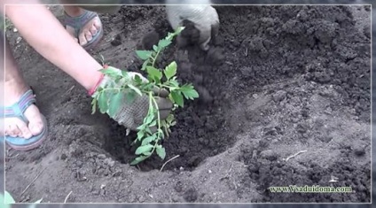 Cultivarea de roșii în regiunea Orenburg - sfaturi pentru plantare și ieșire de la cei experimentați, un site despre grădină,