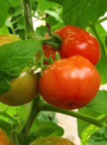 Magic tomată de boabe