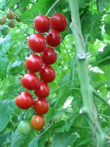 Magic tomată de boabe