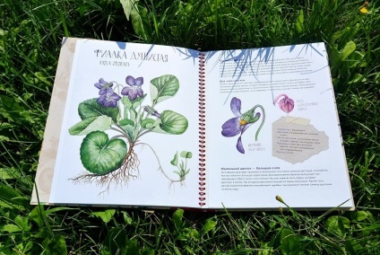 Flori magice - colectează și studiază plante de grădină - site-ul familiei