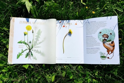 Flori magice - colectează și studiază plante de grădină - site-ul familiei