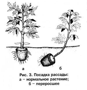 Timpul de plantare a unei roșii depinde de mulți factori