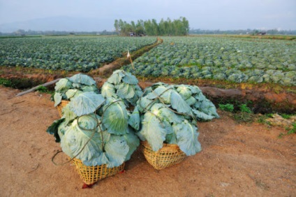 Totul despre crusta de varza - o descriere a soiului, plantarea, ingrijirea si alte nuante cu o fotografie