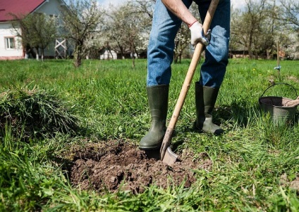 Totul despre copacii de măr în formă de coloană, randamentul, sistemul rădăcină, durata de viață, fie că este vorba de un cuplu