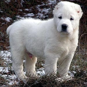 Etetés kölyökkutyákkal, kutya óvoda - Labrador