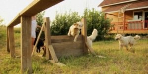Alăptarea cățelușilor cu o cățea, pepinieră pentru câini - Labrador
