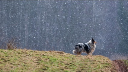 Cravată de collie