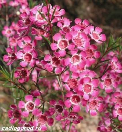Hamelaceum Flower