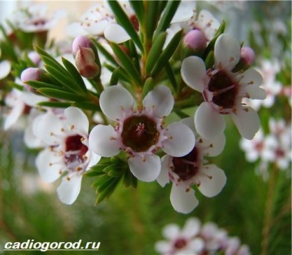 Hamelaceum Flower