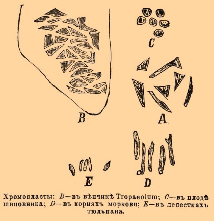 A kromoplasztika